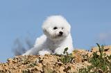 BICHON FRISE 299